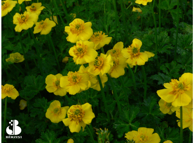 Trollius pumilus